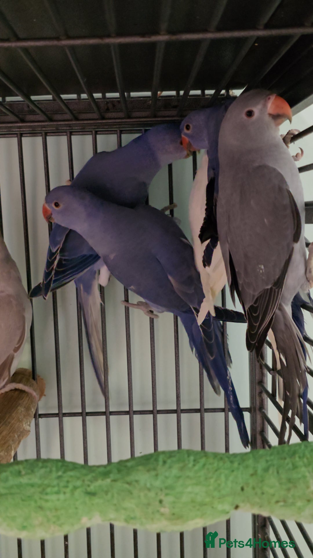Ringnecks birds for sale: Lovely Handreared Ringnecks, Alexandrines, Conures - Image 13