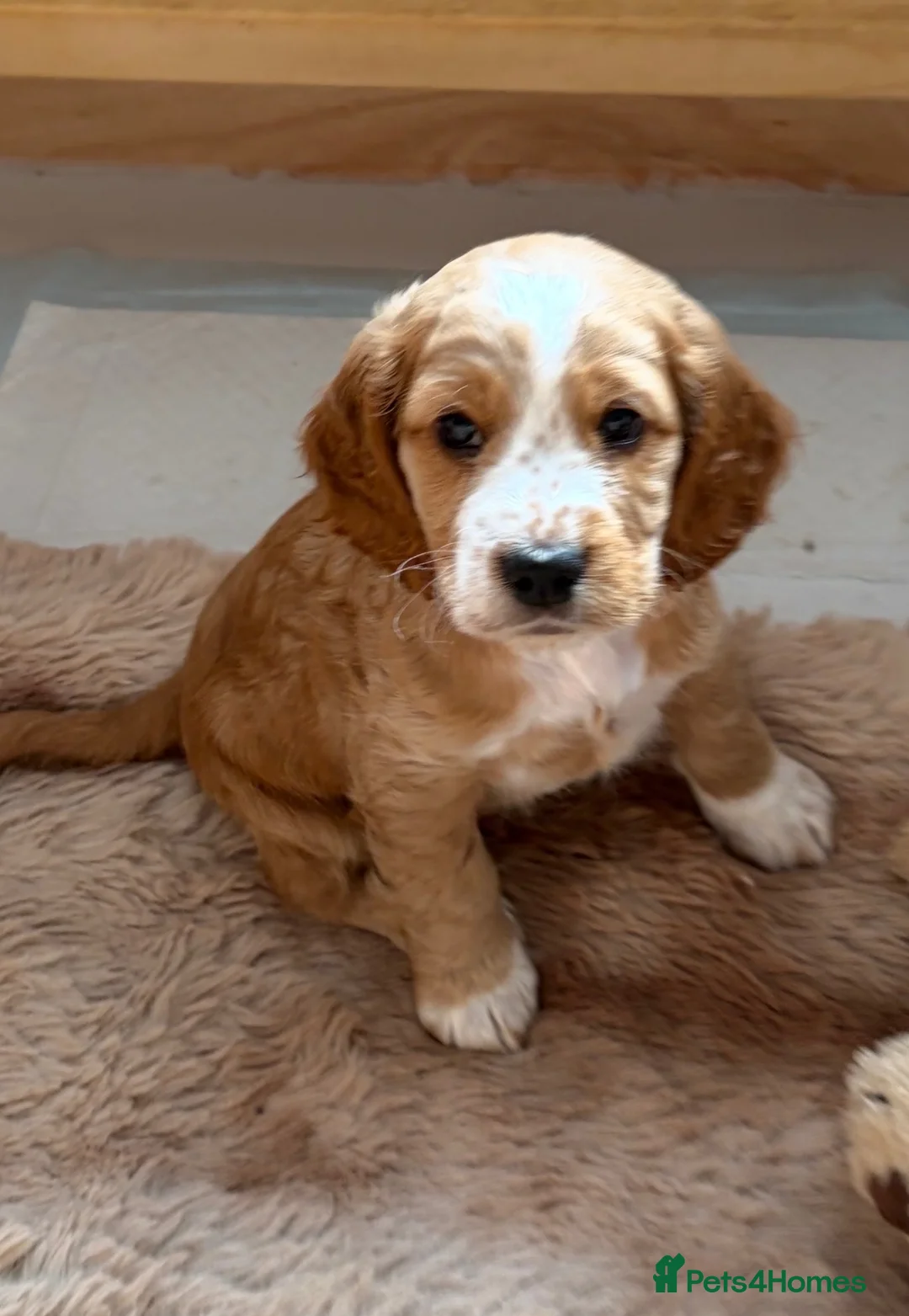 Cocker Spaniel dogs for sale: A gorgeous Spaniel boy  - Advert 2