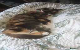 British Longhair cats for sale: Calico kitty for sale - Bella - Image 1