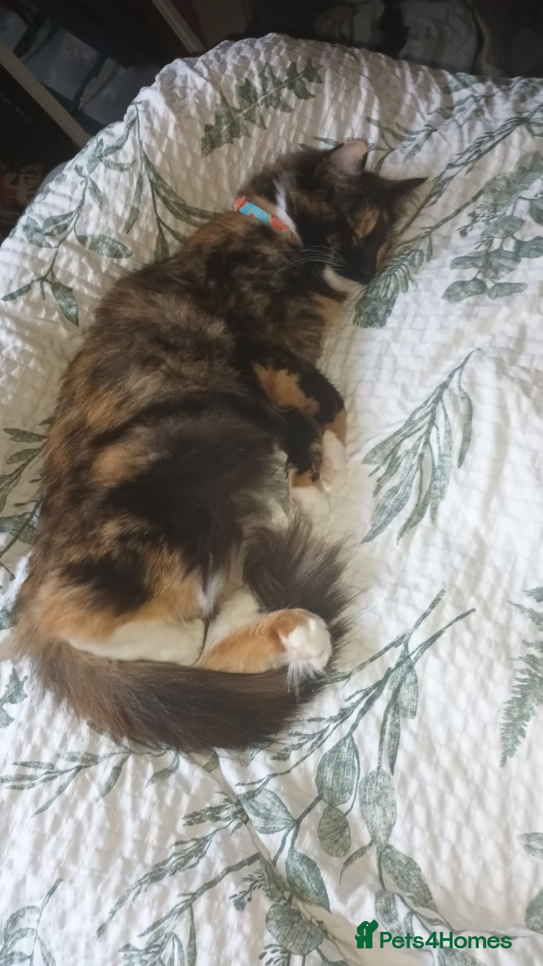 British Longhair cats for sale: Calico kitty for sale - Bella - Image 1