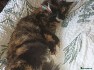 British Longhair cats - Advert 17