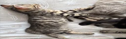 Bengal cats for sale: Bengal kittens - Advert 9