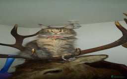 Maine Coon cats for sale: Maincoon cross playful kitten's  - Image 7