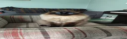 Ragdoll cats for sale: Male ragdoll looking for loving home - Advert 12