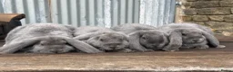 French Lop rabbits for sale: Stunning xl French lops  - Advert 31