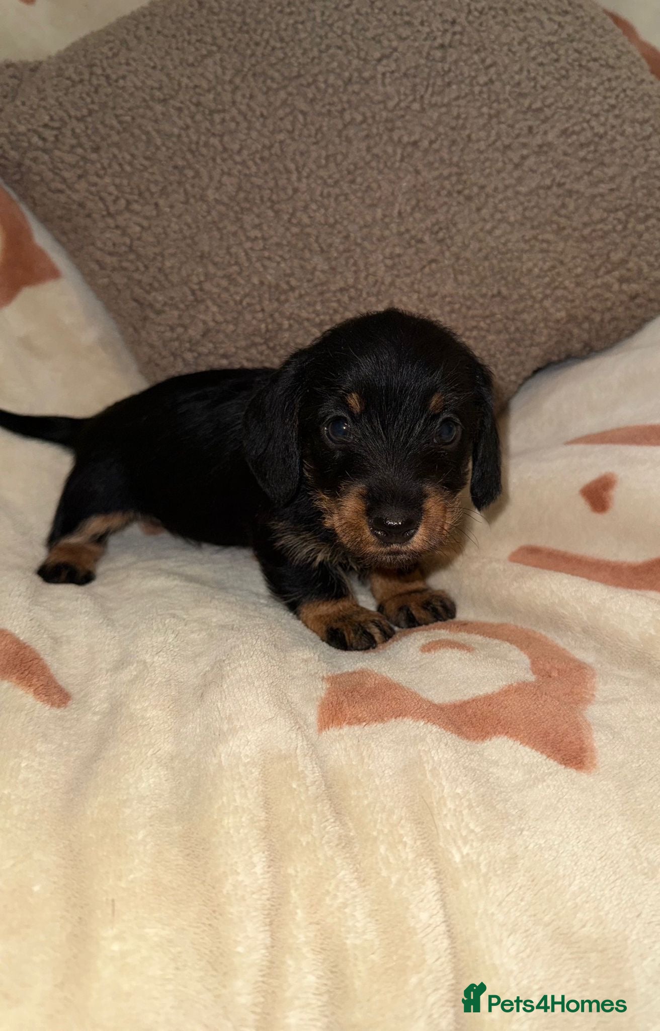 Miniature Dachshund dogs 🩷Beautiful Mini Wire Haired Dachshund Puppies🧡 - Advert 7
