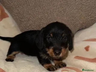 Miniature Dachshund dogs 🩷Beautiful Mini Wire Haired Dachshund Puppies🧡 - Advert 6