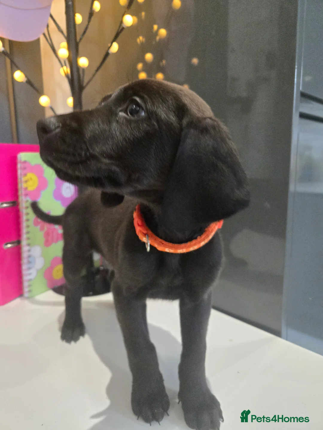 Mixed Breed dogs for sale: Doberman x Weimaraner Cross - Advert 6