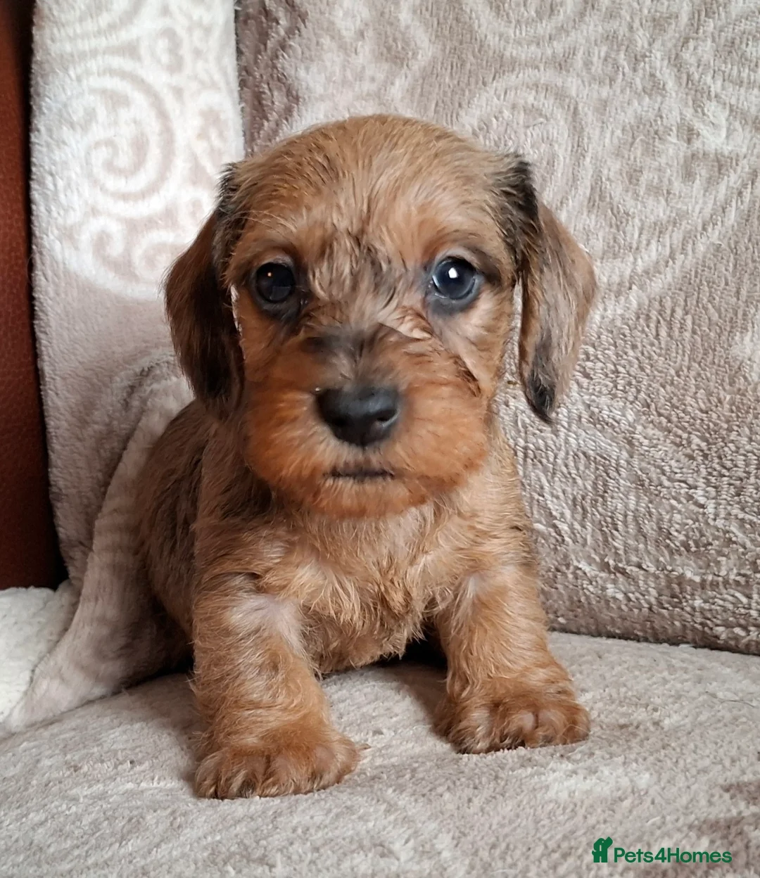 Miniature Dachshund dogs for sale: New Year's Day KC Mini-Wire Dachsunds - Advert 3