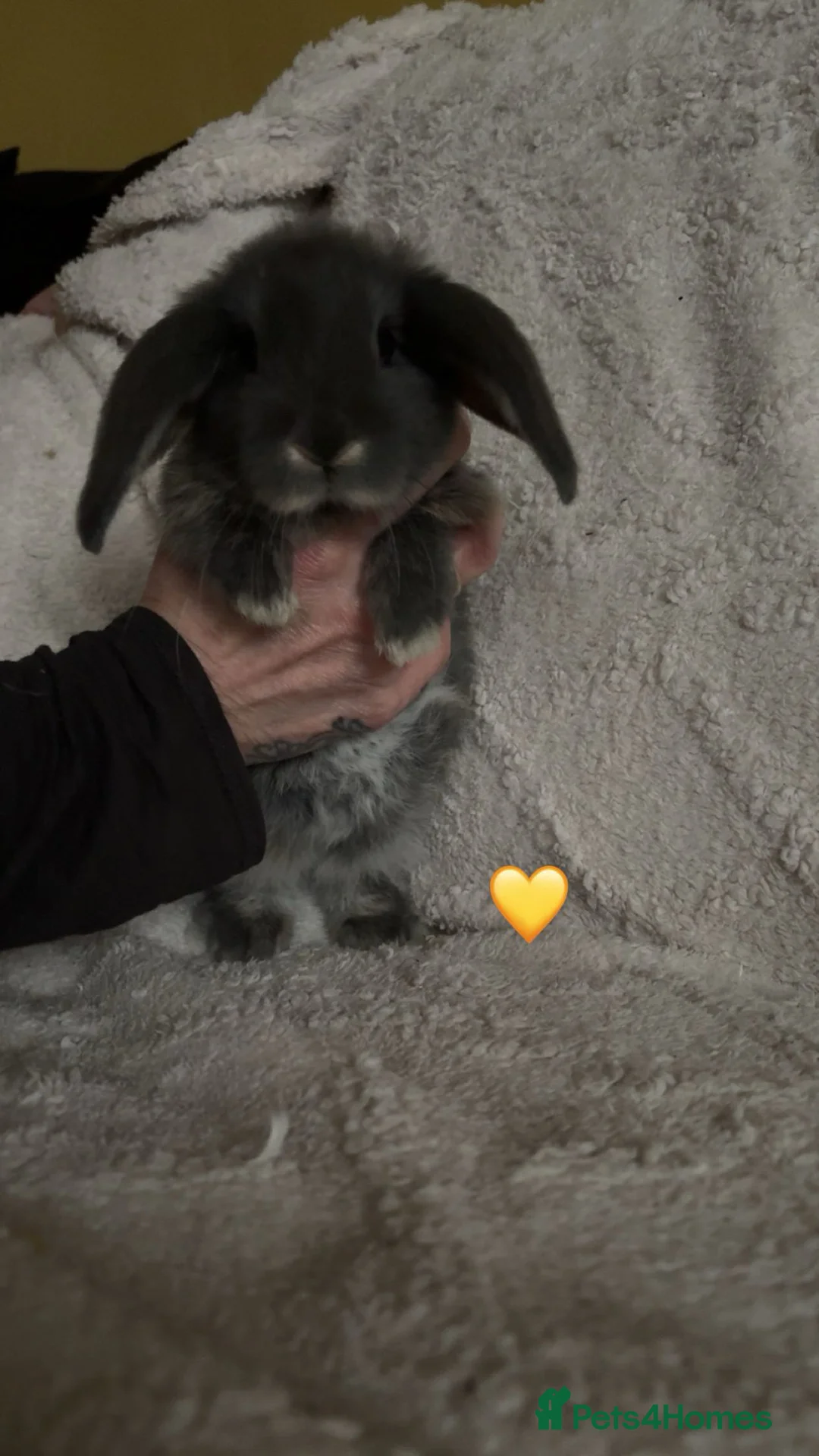 Mixed Breed rabbits for sale: baby rabbits now available - Advert 19