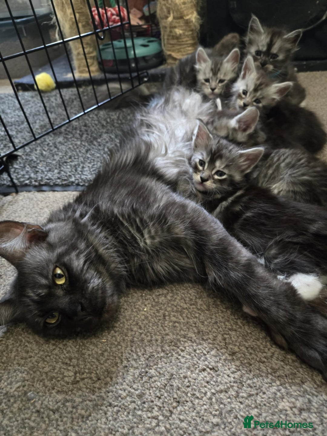 Maine Coon cats for sale: 1 Maine Coon kitten boy. - Image 27