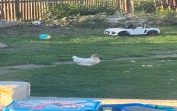 Chickens poultry for sale: Garden hens for sale - Image 11