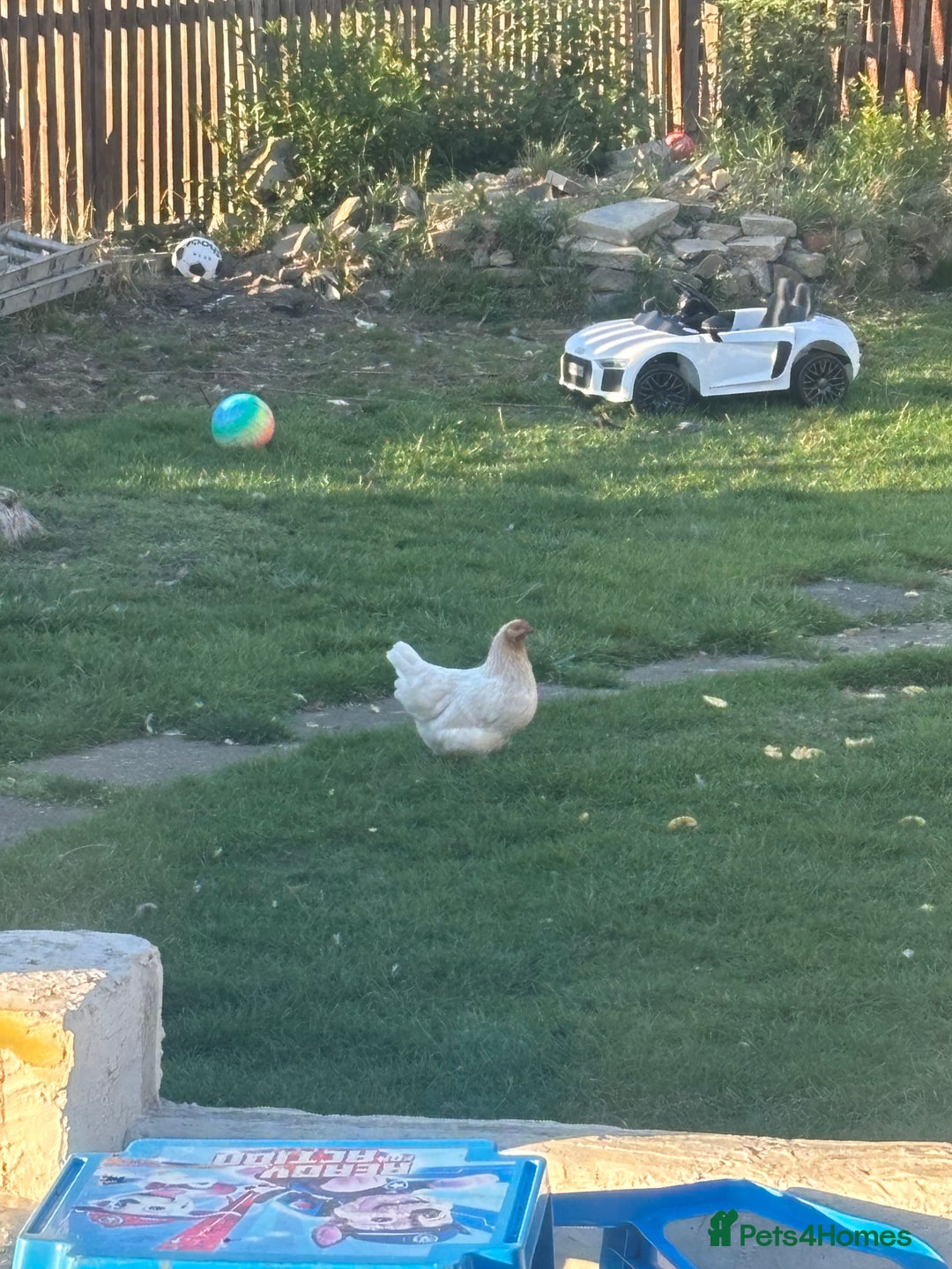 Chickens poultry for sale: Garden hens for sale - Image 11