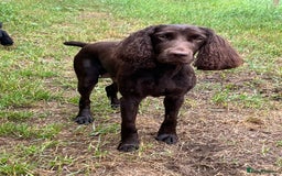Cockapoo dogs for sale: 👀CHOCOLATE  COCKAPOO PUP - Image 13