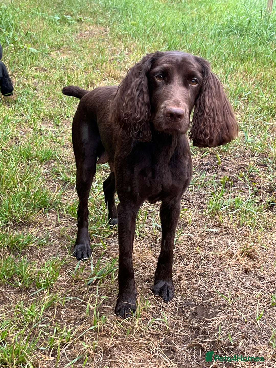 Cockapoo dogs for sale: 👀CHOCOLATE  COCKAPOO PUP - Image 13