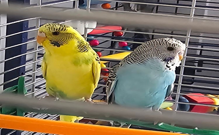 Budgerigars birds - Advert 4