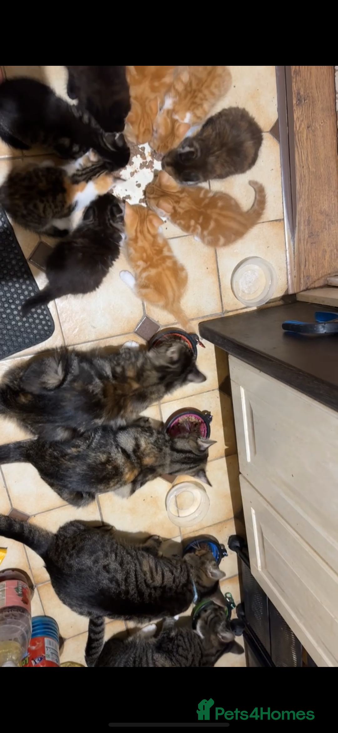 Mixed Breed cats for sale: 9 Beautiful Mixed Kittens - Image 2