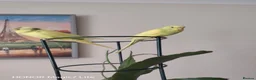 Budgerigars birds for sale: Beautiful Baby Budgies  - Advert 10