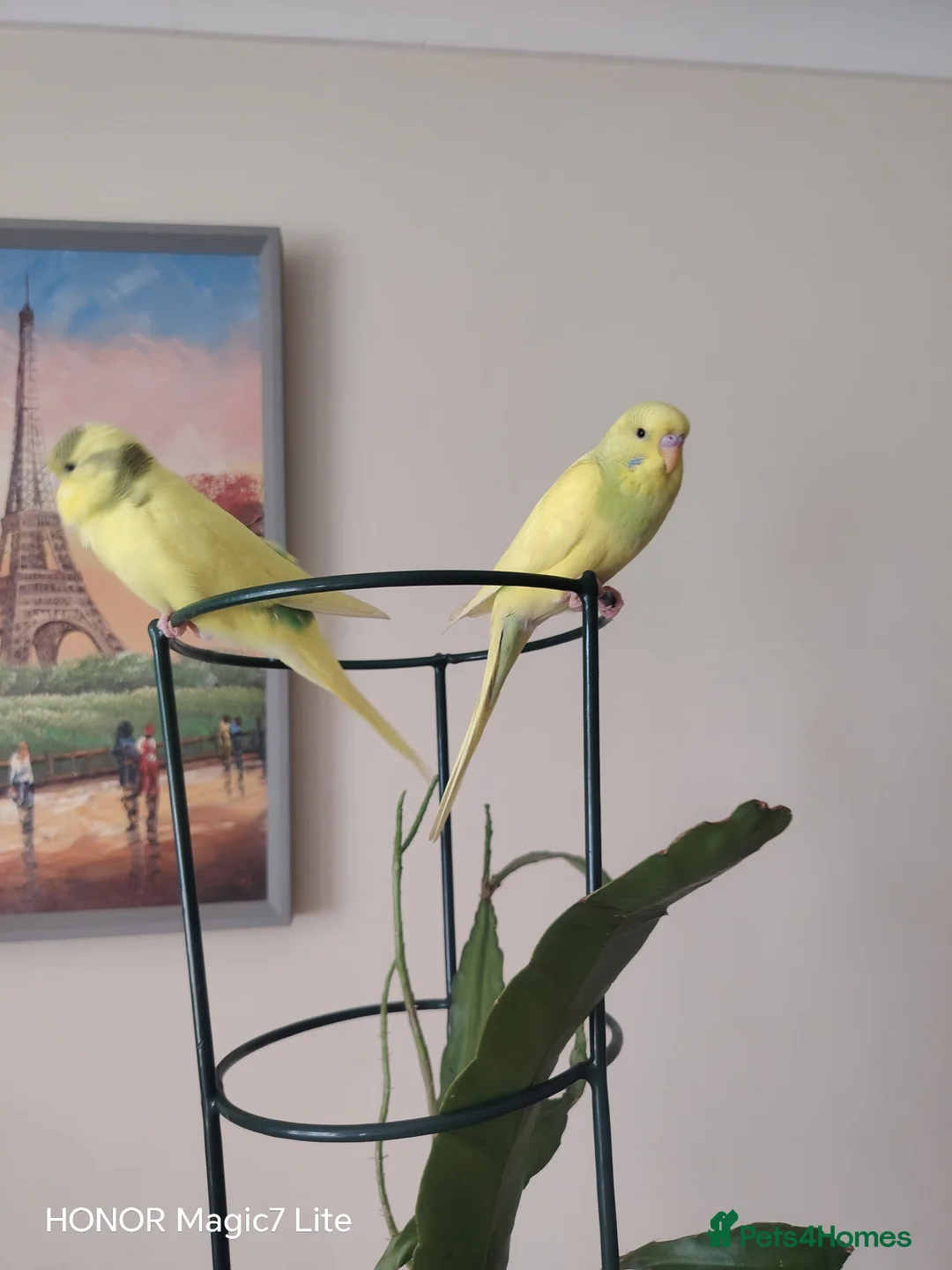 Budgerigars birds for sale: Beautiful Baby Budgies  - Advert 10