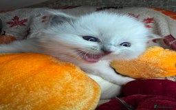 Ragdoll cats for sale: 🏆 gccf ragdoll grand champion kittens 🏆 - Image 10