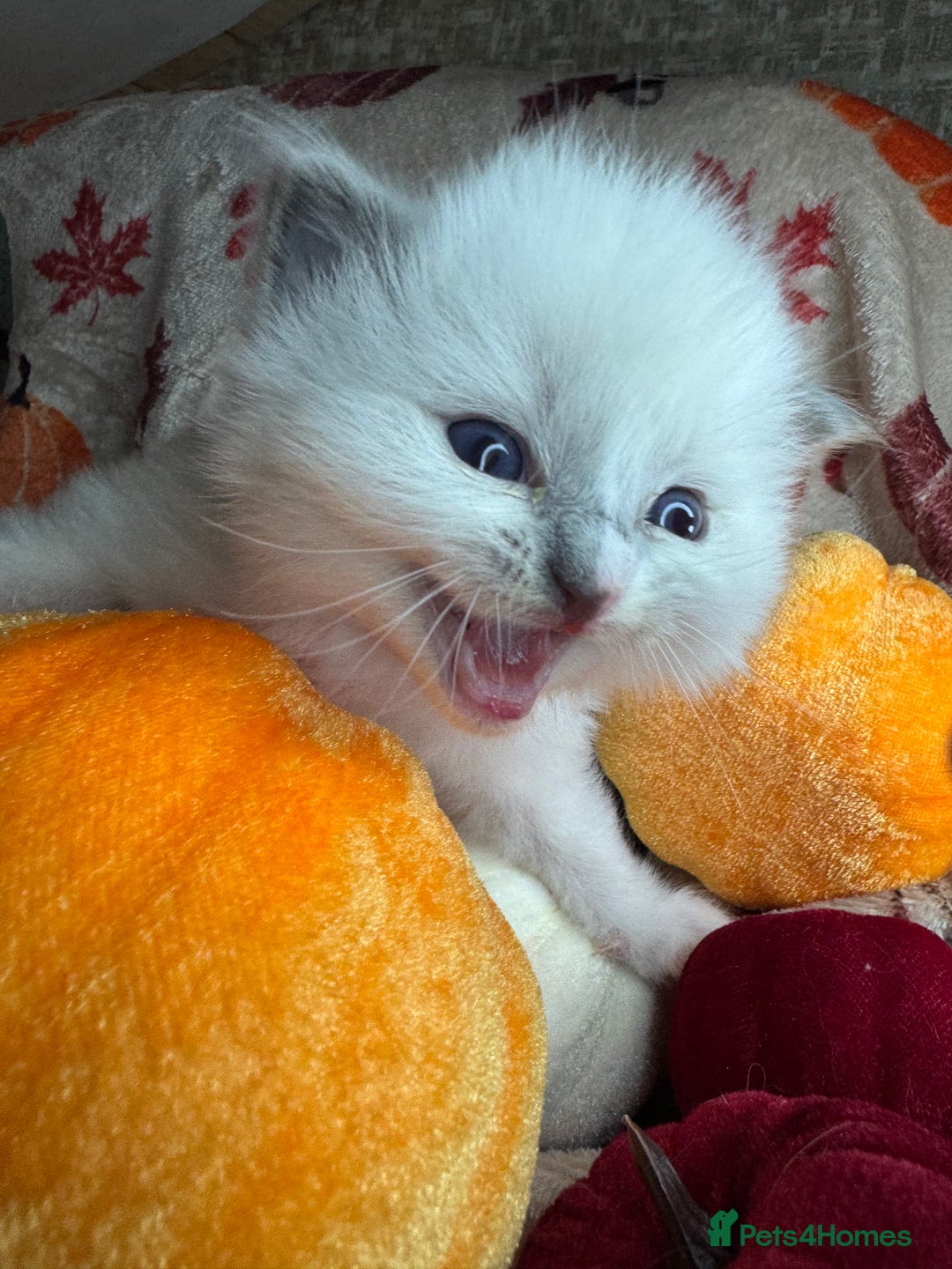 Ragdoll cats for sale: 🏆 gccf ragdoll grand champion kittens 🏆 - Image 10