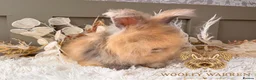 Angora rabbits for sale: 3 BEAUTIFUL VACCINATED ANGORAS READY NOW - Advert 3