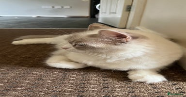 Ragdoll cats 4xfemales , 1xmale - Advert 2