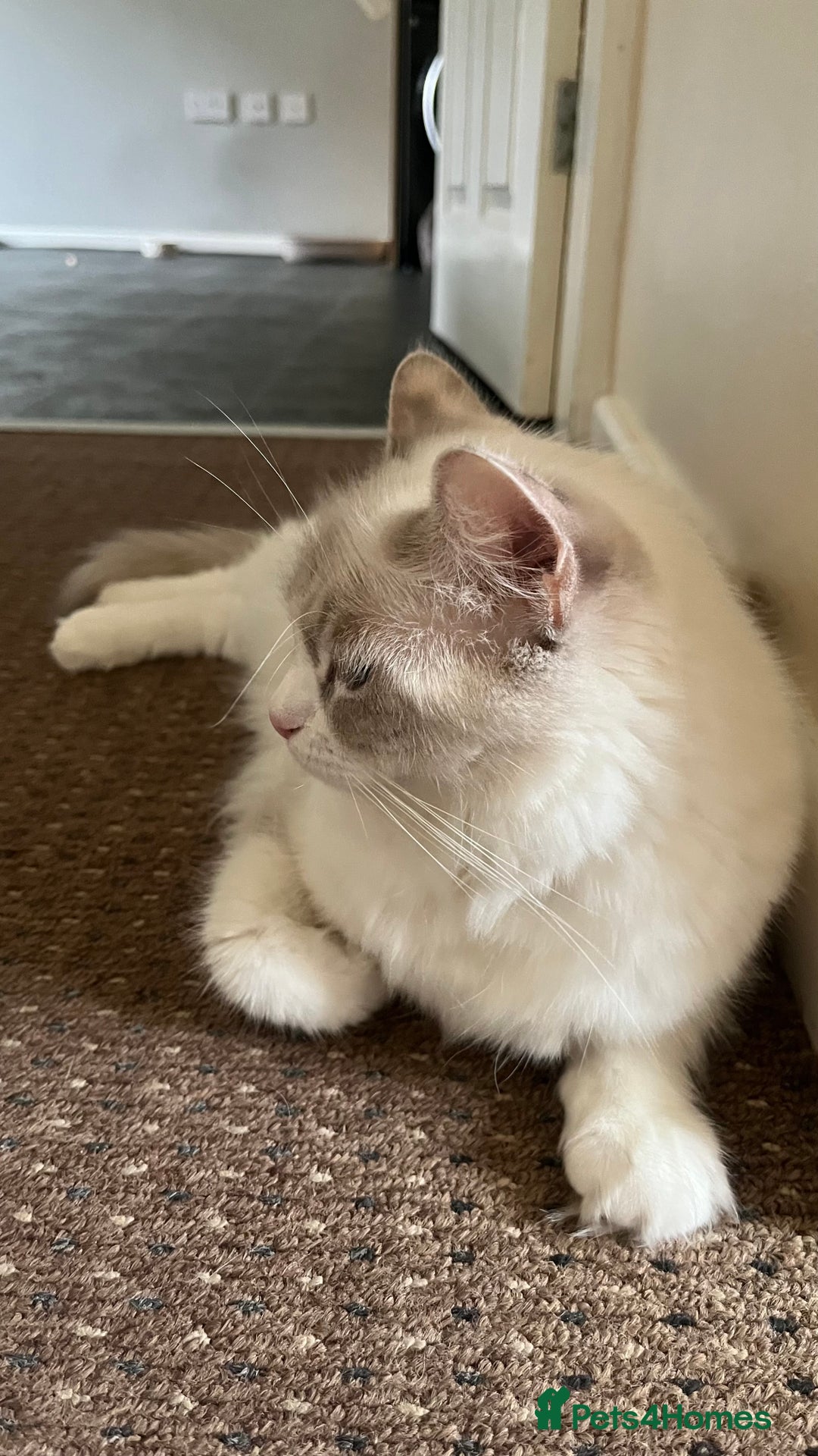 Ragdoll cats for sale: 4xfemales , 1xmale - Advert 2