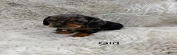 Mixed Breed dogs for sale: Beautiful litter of docker puppies chocolate:silve - Advert 7