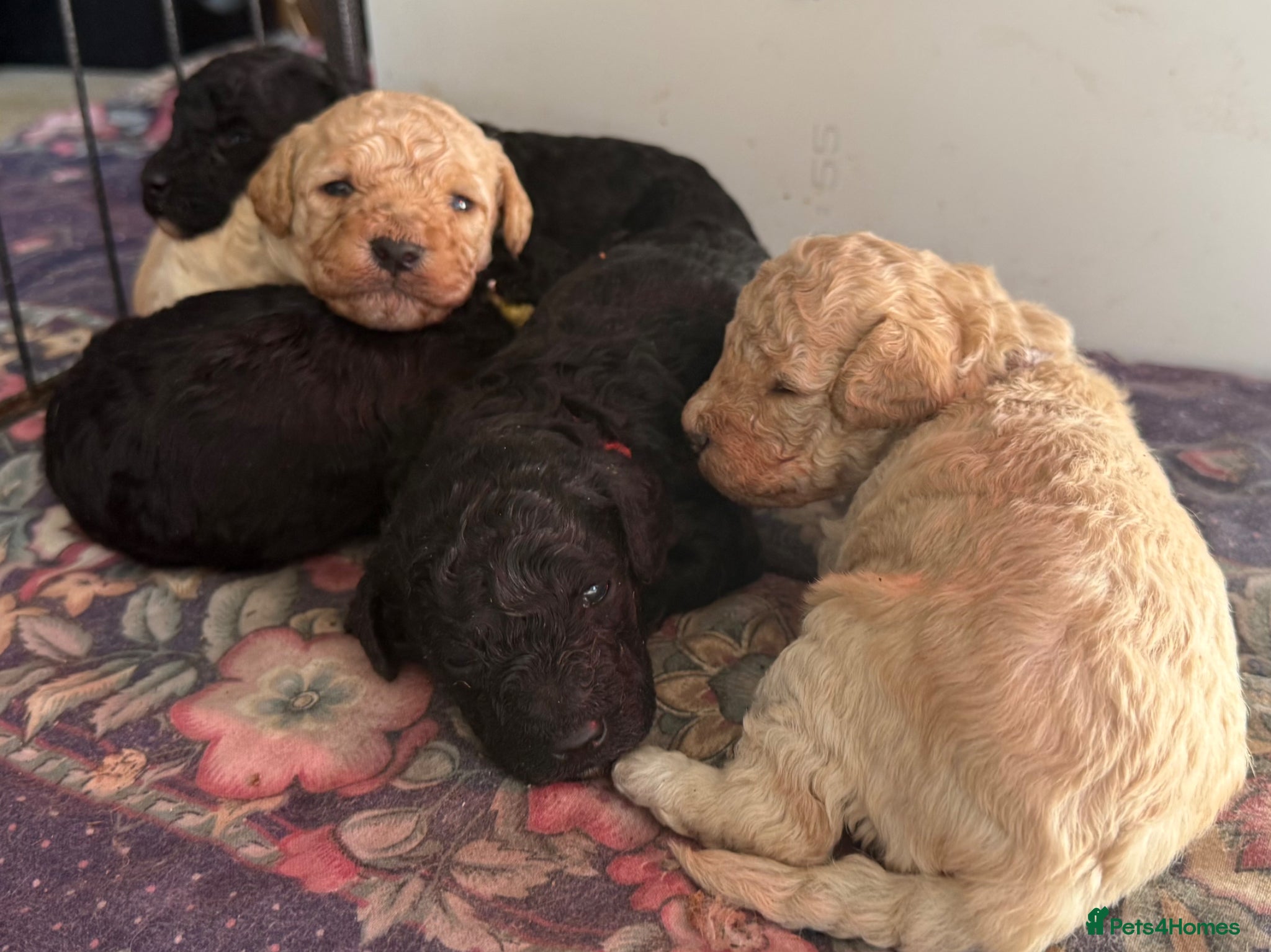 Mixed Breed dogs Adorable Poodle Puppies - Advert 1