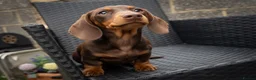 Miniature Dachshund dogs for sale: Beautiful Miniature Dachshund KC Registered  in Brentwood - Advert 3