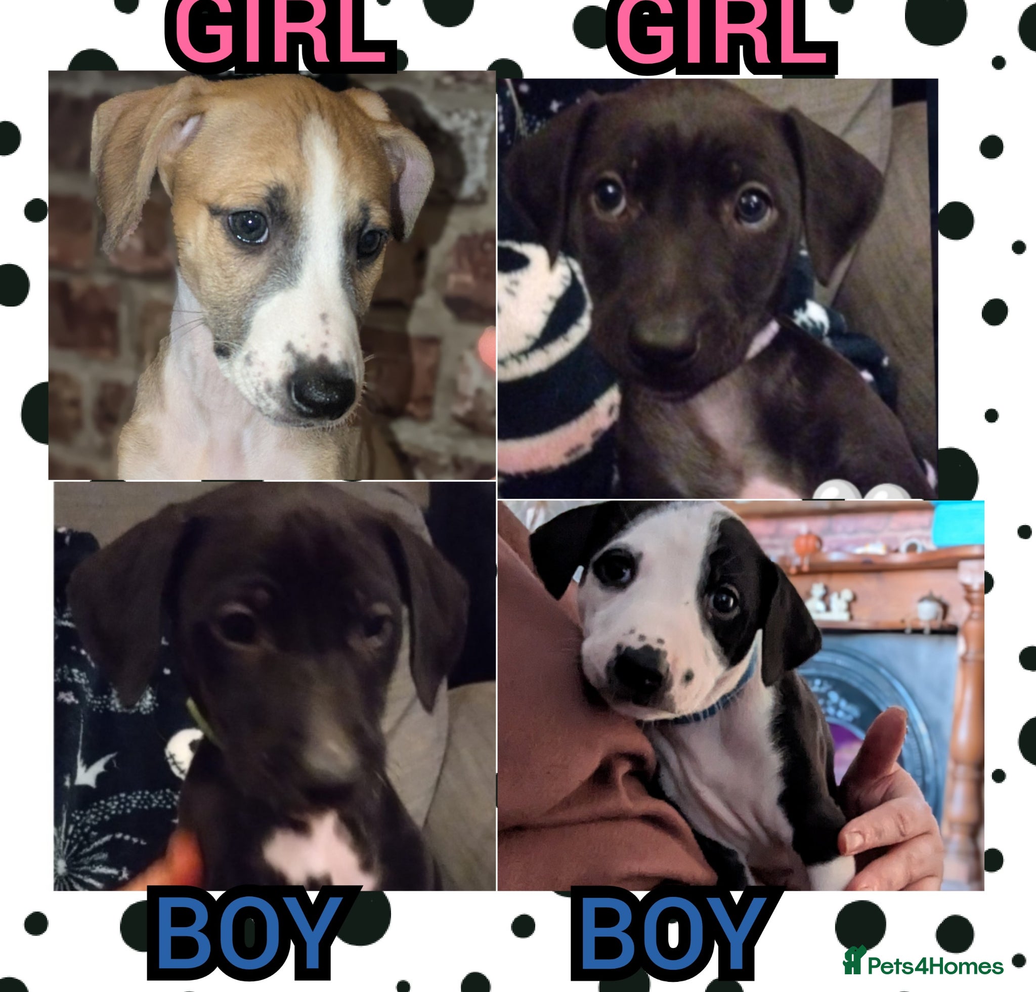 Mixed Breed dogs 8 Beautiful Saluki Whippet mixed-breed fur babies - Advert 2