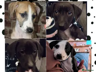 Mixed Breed dogs 8 Beautiful Saluki Whippet mixed-breed fur babies - Advert 2