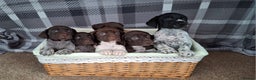 German Shorthaired Pointer dogs for sale: Beautiful GSP puppies. - Advert 13
