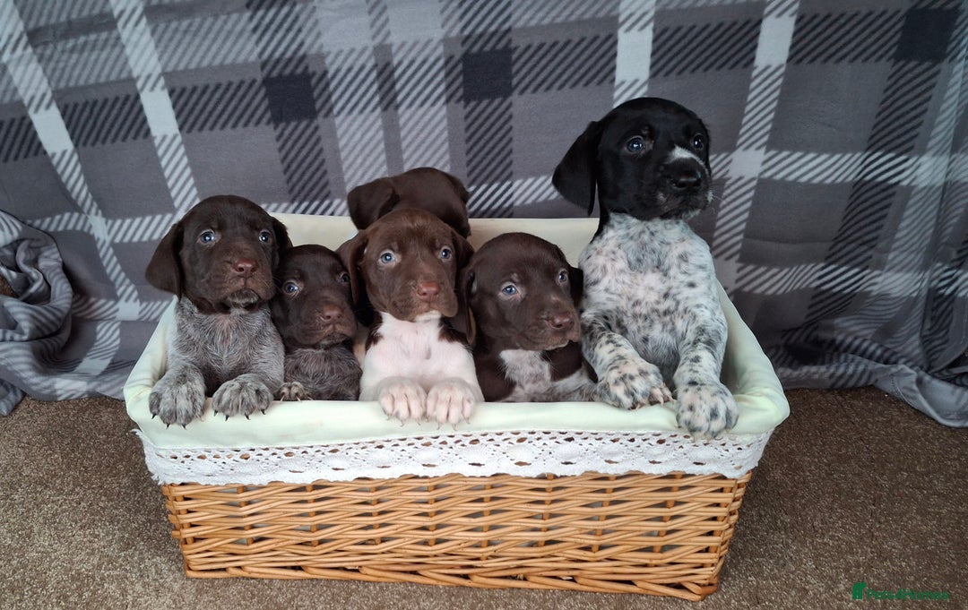 German Shorthaired Pointer dogs for sale: Beautiful GSP puppies. - Advert 13