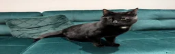 Mixed Breed cats for sale: Beautiful cuddly cat  - Advert 7