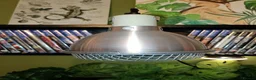 Gecko reptiles for sale: Crested gecko with full bio set up - Advert 8