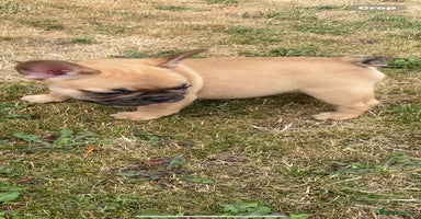 French Bulldog dogs - Advert 14