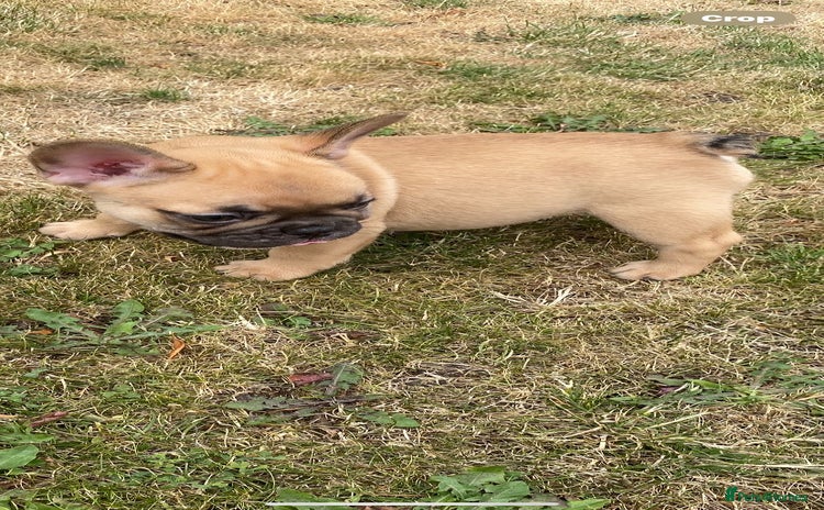 French Bulldog dogs - Advert 10