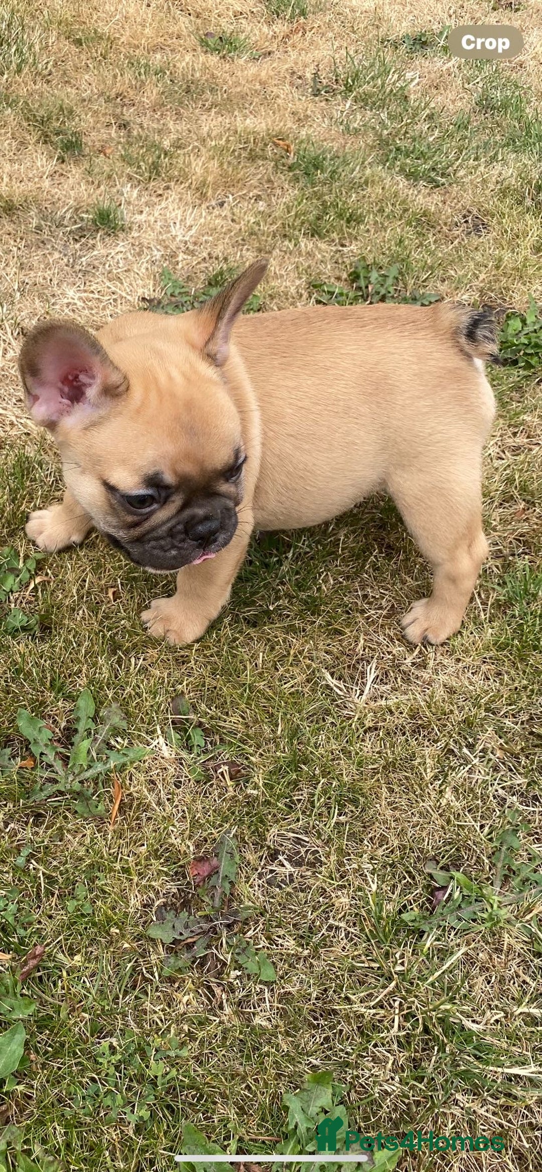 French Bulldog dogs for sale: 🐾 Beautiful French Bulldog Puppies 🐶 - Image 4