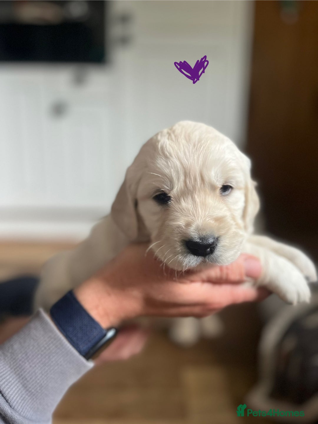 Golden Retriever dogs for sale: 🐾Three stunning golden retriever puppies. 🐾 - Image 4