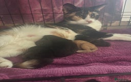 Domestic Shorthair cats for sale: 2 Female Kittens  - Image 15