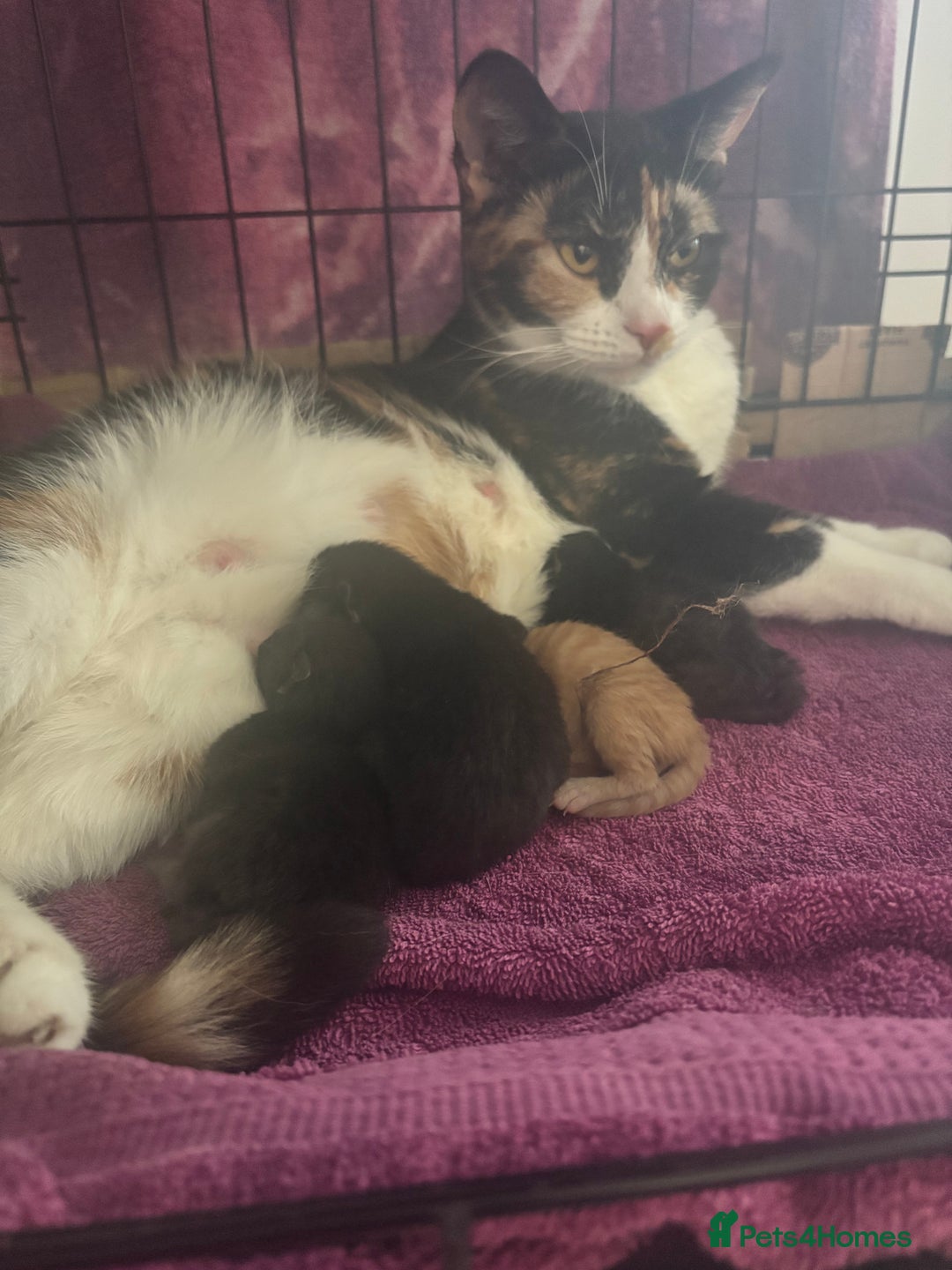 Domestic Shorthair cats for sale: 2 Female Kittens  - Image 15