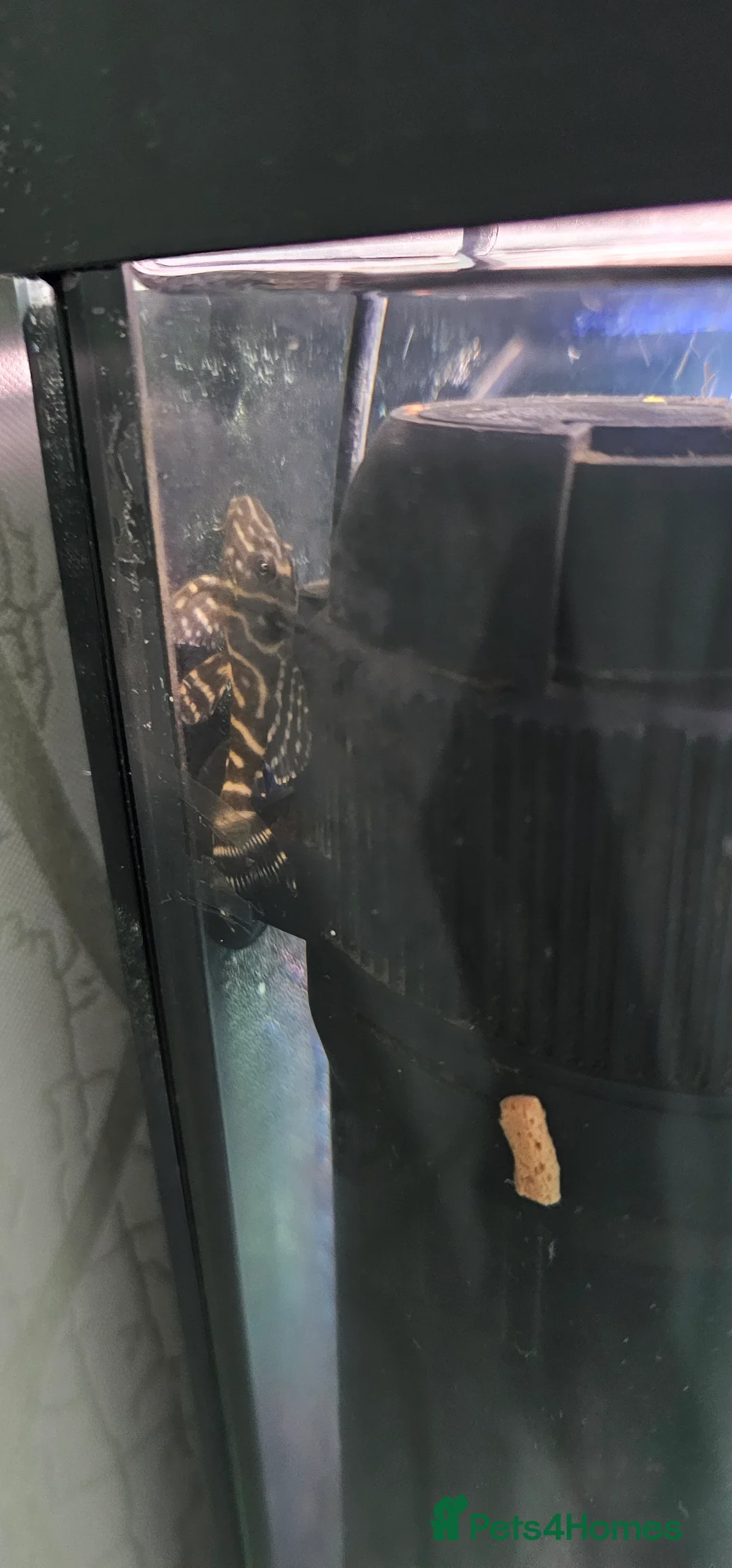 Cichlids fish for sale: Juwel fish tanks with everything  in Worksop - Advert 12