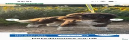 Australian Labradoodle dogs for sale: Multigenerational Australian Labradoodle puppies - Advert 12