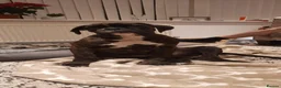 Boxer dogs for stud: KC Registered boxer for stud - Advert 17