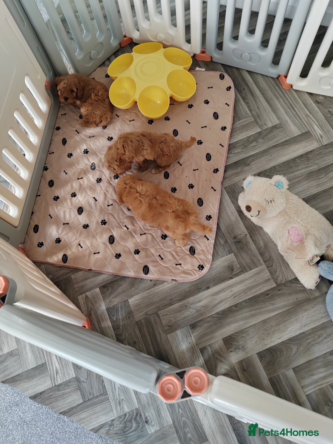 Cavapoo dogs for sale: TOY CAVAPOO DNA TESTED PARENTS AND GRANDPARENTS  - Image 35