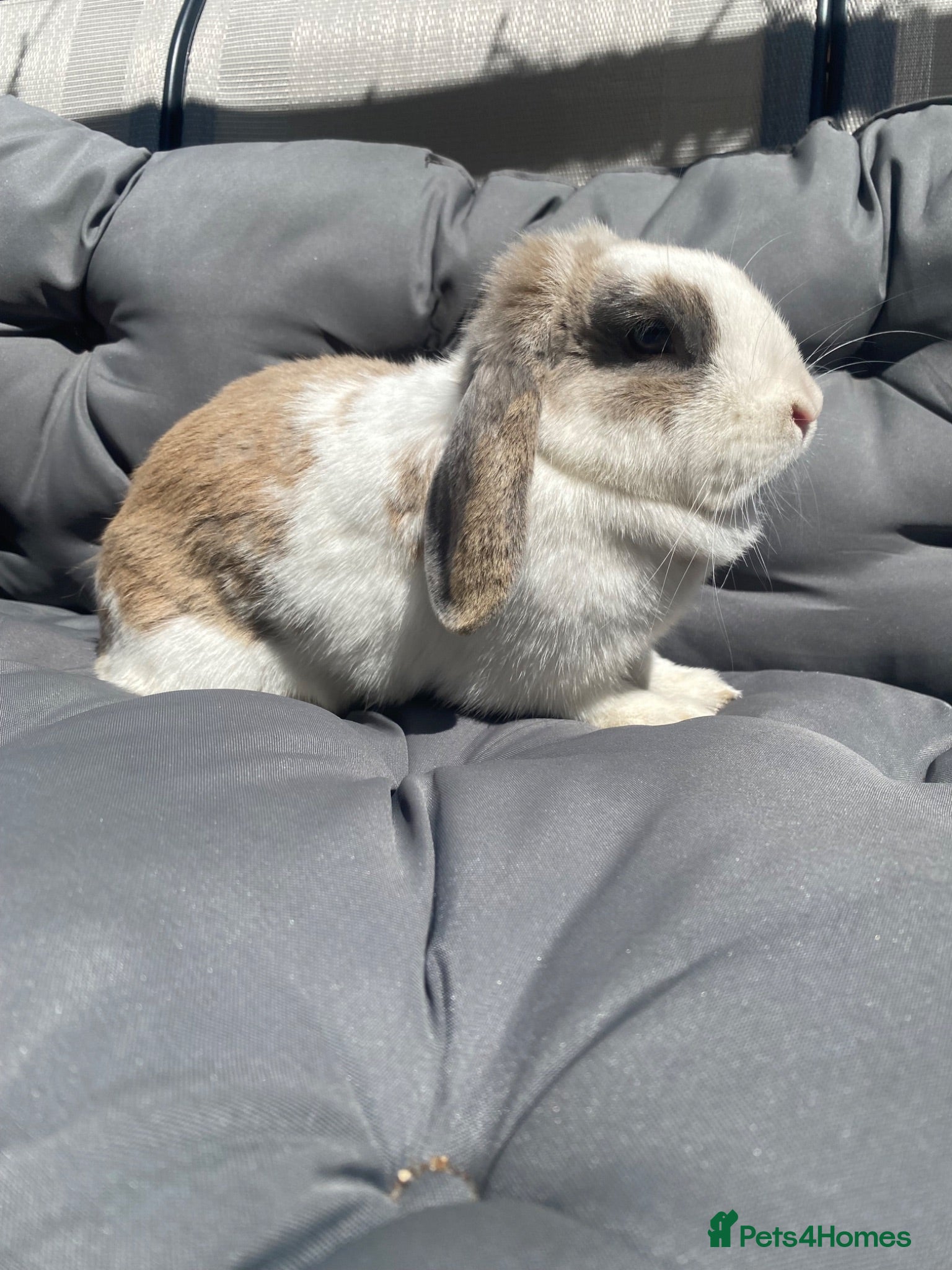 Mini Lop rabbits Mini lop rabbit - Advert 6
