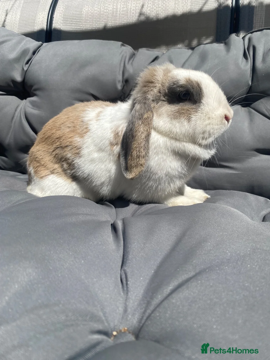 Mini Lop rabbits for sale: Mini lop rabbit - Advert 1