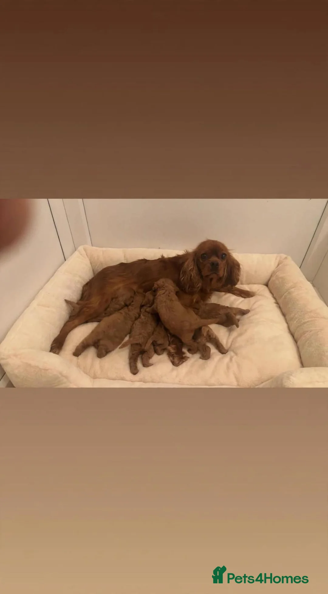 Cavapoo dogs for sale: F1 cavapoo pups  in Durham - Advert 8